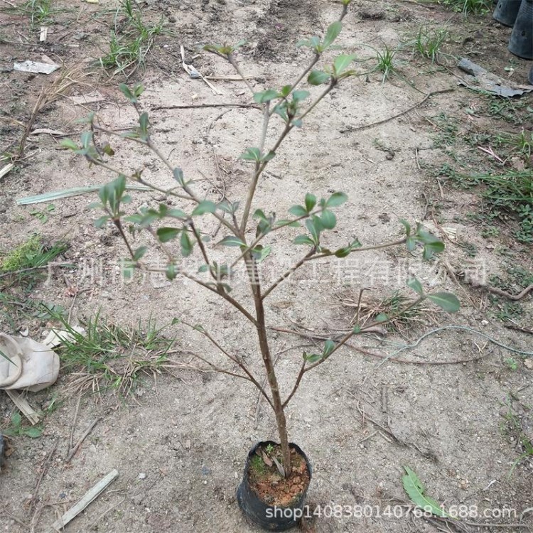 厂家直销小叶榄仁苗园林观叶绿化树行道树批发花卉种苗