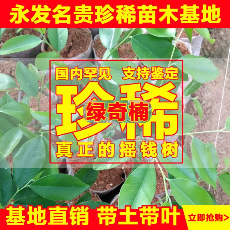 永发苗木海南沉香树苗嫁接绿奇楠树苗沉香白奇楠苗大棵树苗