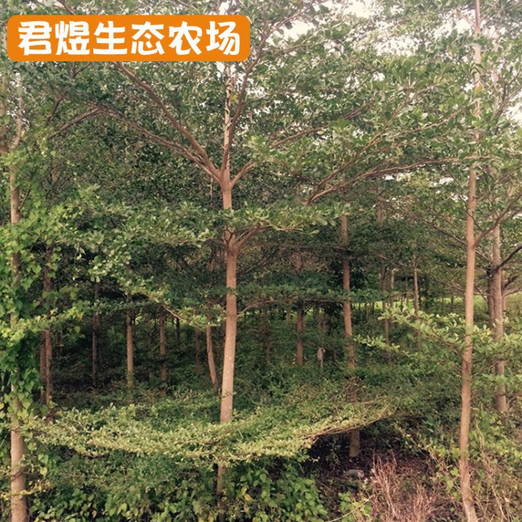 苗圃基地小葉欖仁樹 錦葉欖仁 福建綠化苗木細(xì)葉欖仁批發(fā)行道樹