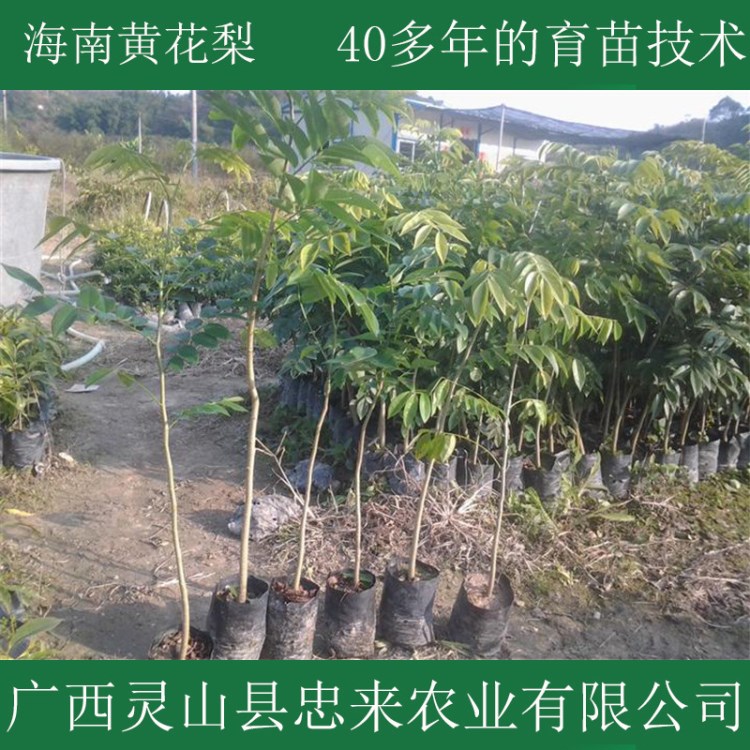 树苗基地批发海南名贵苗木黄花梨苗现挖发货包成活黄花梨树苗