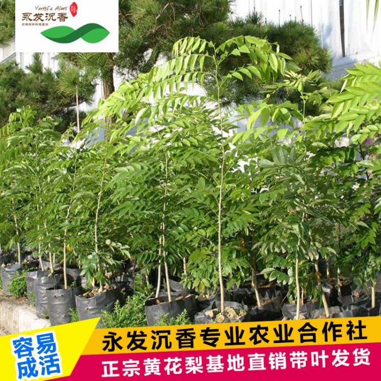 永發(fā)名貴樹苗降香黃檀海南黃花梨樹苗北南方種植綠化苗木批發(fā)