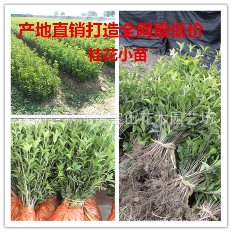 基地直銷 八月桂花小苗 沉香桂花樹苗 四季桂花苗 綠化苗木批發(fā)