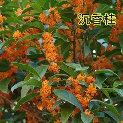 桂花苗桂花樹(shù)沉香桂苗盆栽地栽桂花苗10公分粗8公分5厘米粗