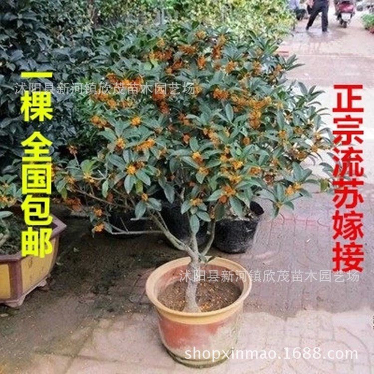 批发嫁接桂花树苗八月桂四季桂丹桂金桂沉香桂朱砂桂盆栽苗包邮