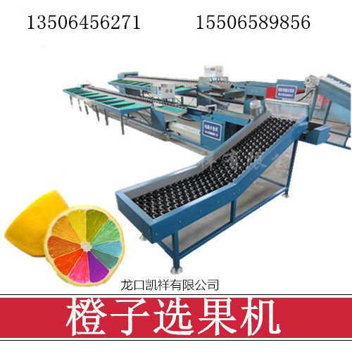 凱祥橙子自動選果機，柑桔臍橙獼猴桃檸檬重量分選分級機