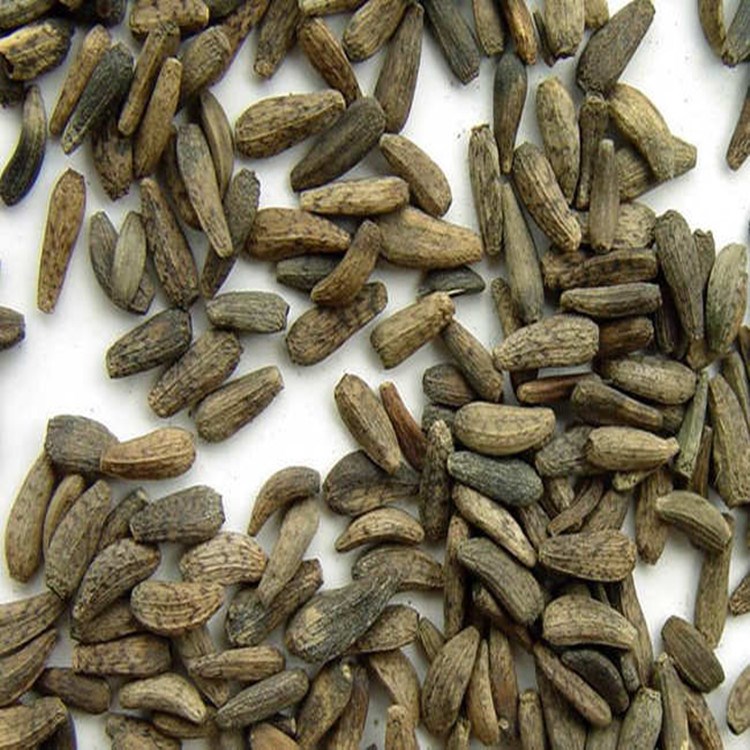 牛子 牛蒡子 大力子500g包郵 炒牛籽 牛蒡茶 中草藥免郵