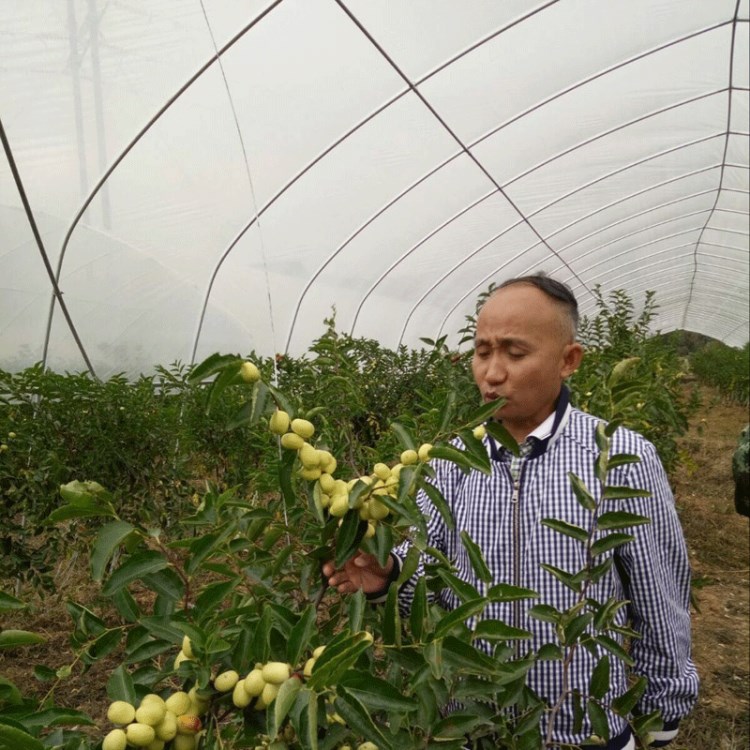 农用蔬菜大棚钢管 葡萄避雨棚支架 种植钢管大棚全套配件