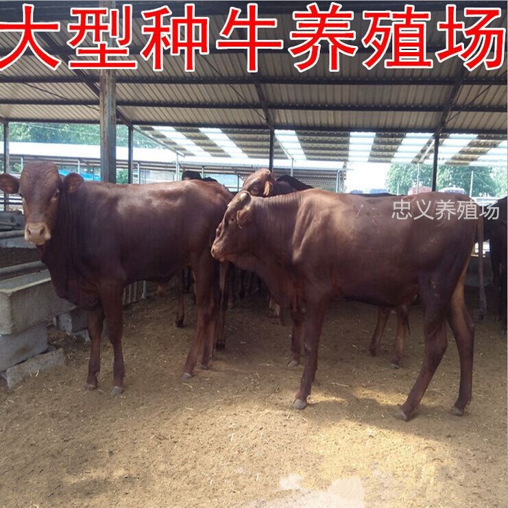 供應夏洛萊牛 利木贊牛 魯西黃牛 育肥架子牛 牛犢價格