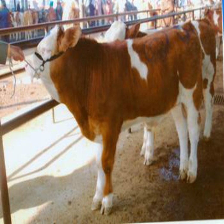 供應牛羊、肉牛羊、種牛羊、西門塔爾種牛、波爾山羊
