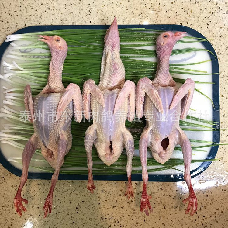 白羽老鴿子 出售批發(fā)鴿子白條活鴿 新鮮活禽 食用肉鴿