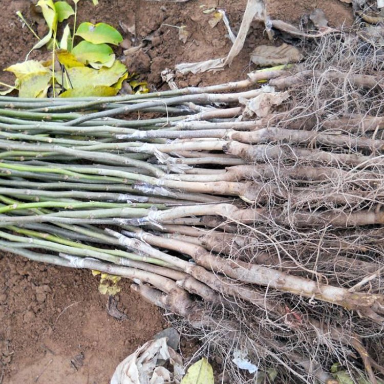 嫁接核桃苗基地出售 8518核桃苗品种 中核短接核桃苗品种