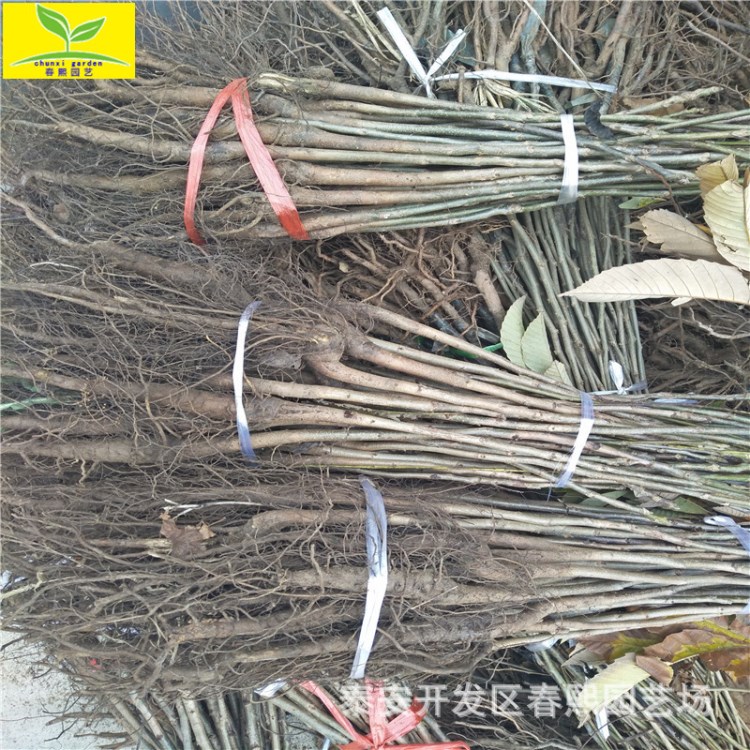 核桃苗批发  品种 香玲8518品种 适应性强  多规格核桃苗