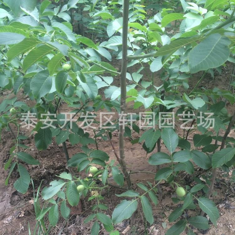 基地直销薄皮核桃树苗1-10公分香玲 8518 辽核 元丰 欢迎来电咨询