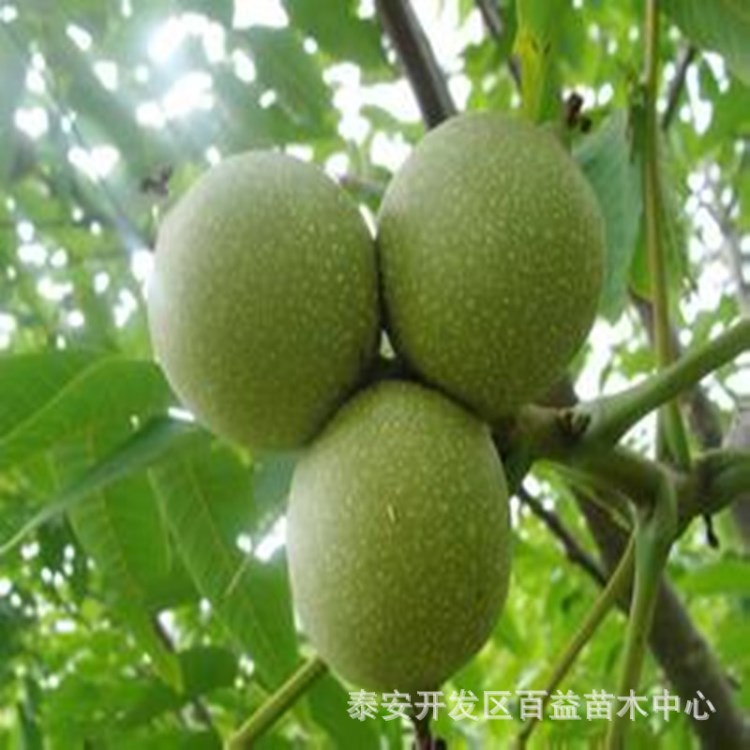 甘肃种植核桃苗品种  8518核桃苗 矮化 薄壳 果树苗木