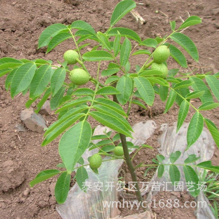 山東直銷批發(fā)核桃樹苗嫁接香玲 8518核桃苗 品種 量大價優(yōu)