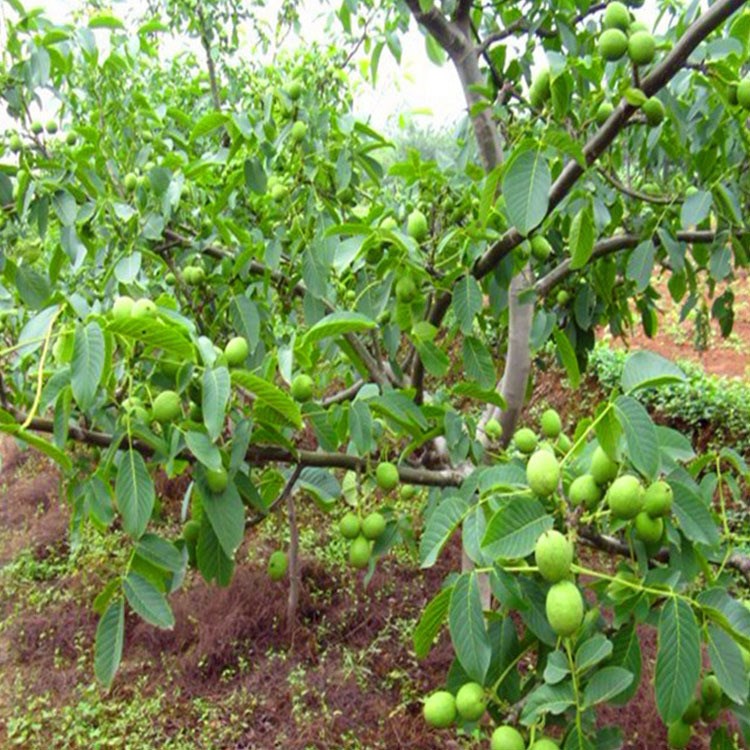 基地直銷批發(fā)核桃苗8518 四座獅子頭文玩核桃樹苗9818 香鈴包成活