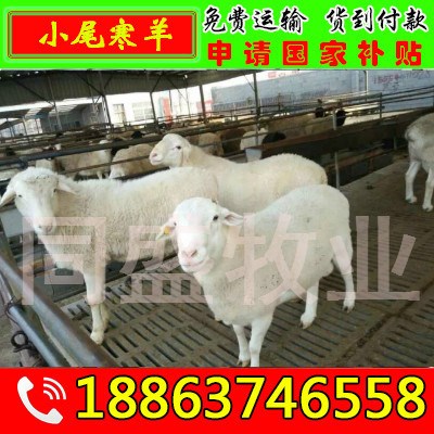 2018年種波爾山羊,杜泊綿羊,種羊 小尾寒羊價(jià)格優(yōu)惠