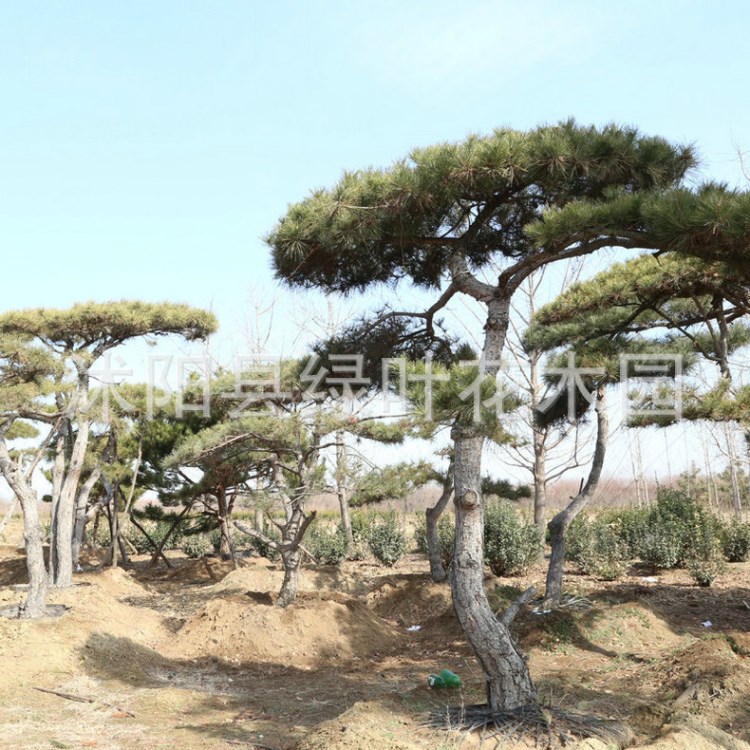 基地供應黑松盆景 黑松造型盆景 黑松盆景種子 質量上乘