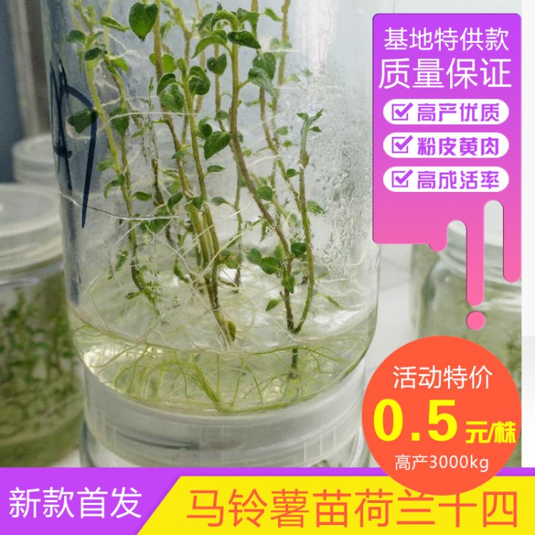 高成活率脫毒馬鈴薯苗荷蘭十四