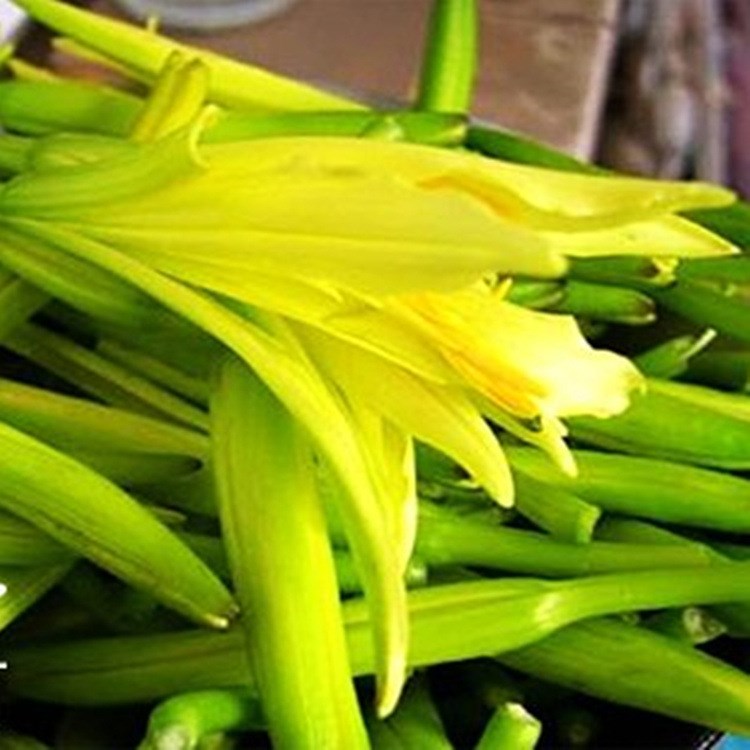 黃花菜天然菜金針菜類野菜好吃美味涼拌熱炒營養(yǎng)盆栽種子