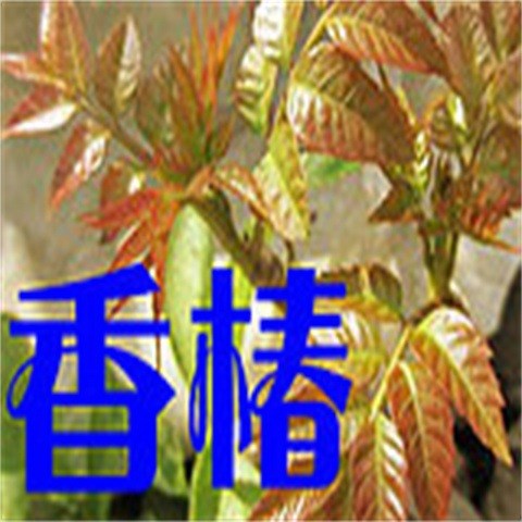 大量供應(yīng) 香椿菜 季節(jié)特有山野菜 脫水蔬菜  特色菜