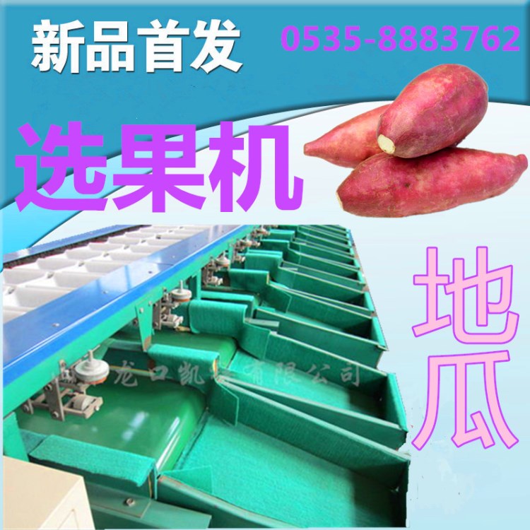 地瓜重量分選機，凱祥地瓜自動分級設備，凱祥選果機