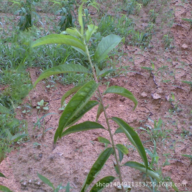 黃桃苗基地供應(yīng) 錦繡黃桃 19黃桃苗 品種  規(guī)格全面