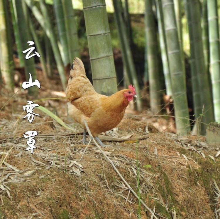 現(xiàn)殺老母雞農(nóng)家散養(yǎng)下蛋草雞月子雞柴雞兩年活雞土雞母雞