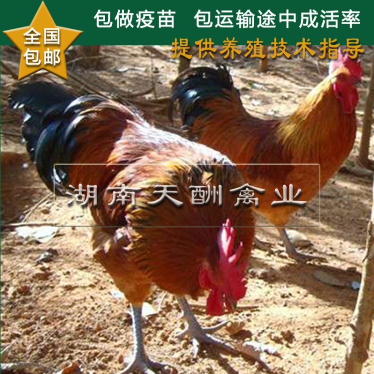 【孵化場(chǎng)】直銷  散養(yǎng) 青腳紅羽土雞苗 青腳土雞苗