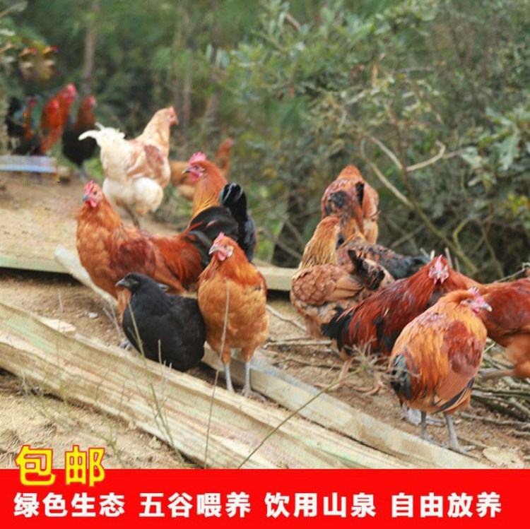 廣元杰森生態(tài)農(nóng)業(yè)土雞1只 農(nóng)家散養(yǎng)精品 山區(qū)放養(yǎng)味道鮮美