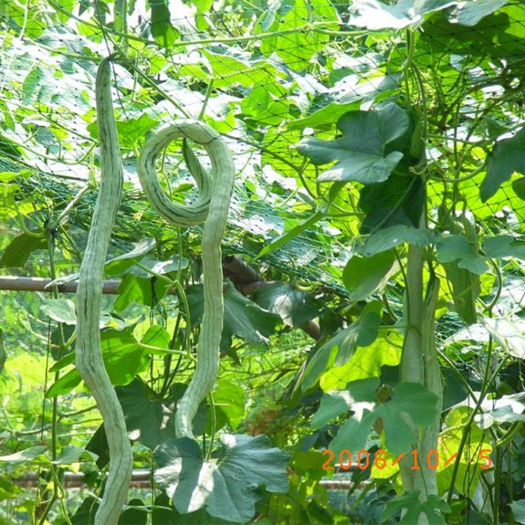 蛇瓜种子 蛇豆原装5粒大豆角观赏食用美味无公害蛇瓜种蔬果