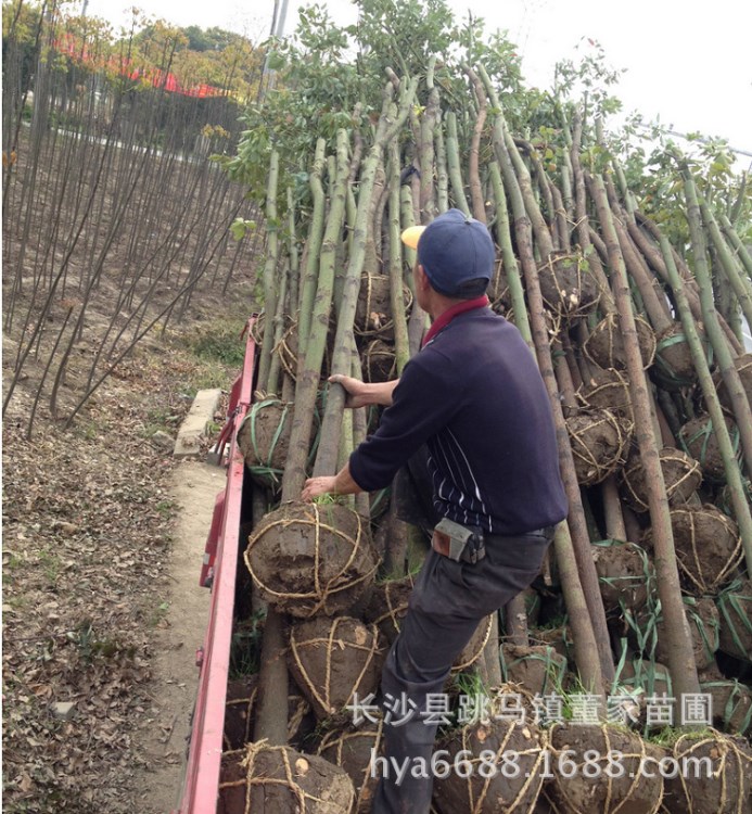 香樟大量供應(yīng)2-3公分實生切桿香樟樹苗 各種規(guī)格香樟小樹苗批發(fā)價