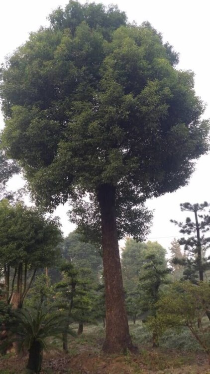 香樟 海寧香樟基地直銷 各種規(guī)格  大量供應 行道樹