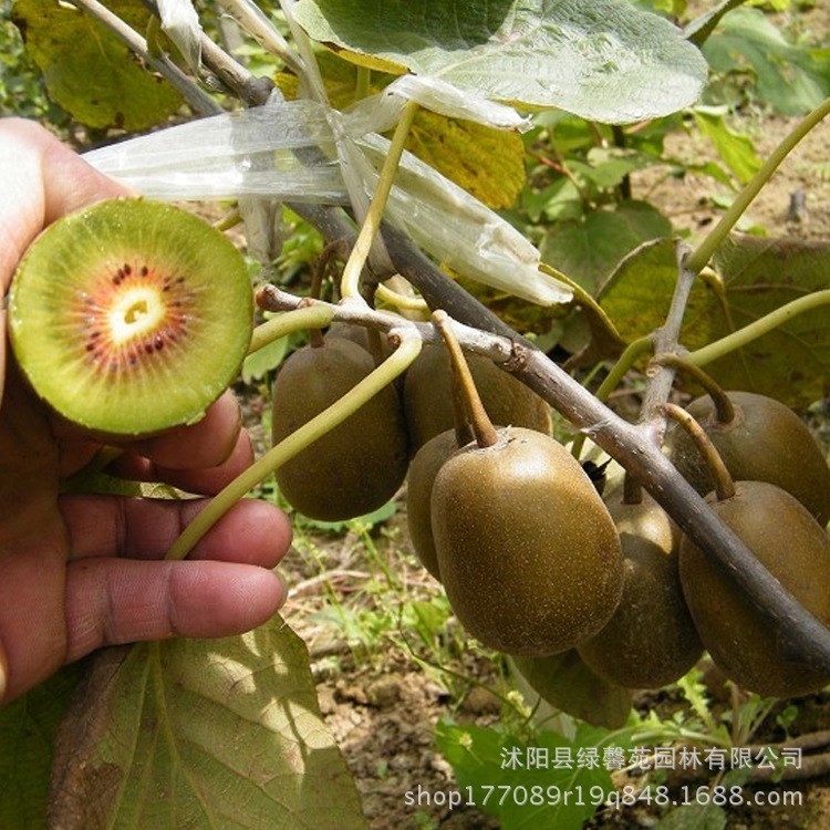 批发嫁接果树苗木 红阳猕猴桃苗  奇异果树苗  红阳猕猴桃树苗