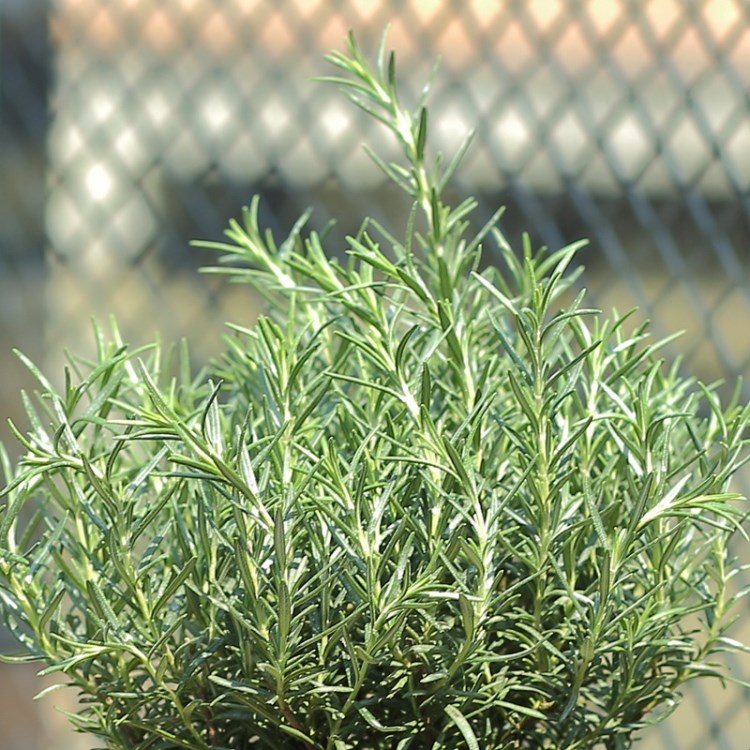 迷迭香種苗 綠植盆栽迷迭香草植物 迷迭香盆栽植物提神醒腦 批發(fā)