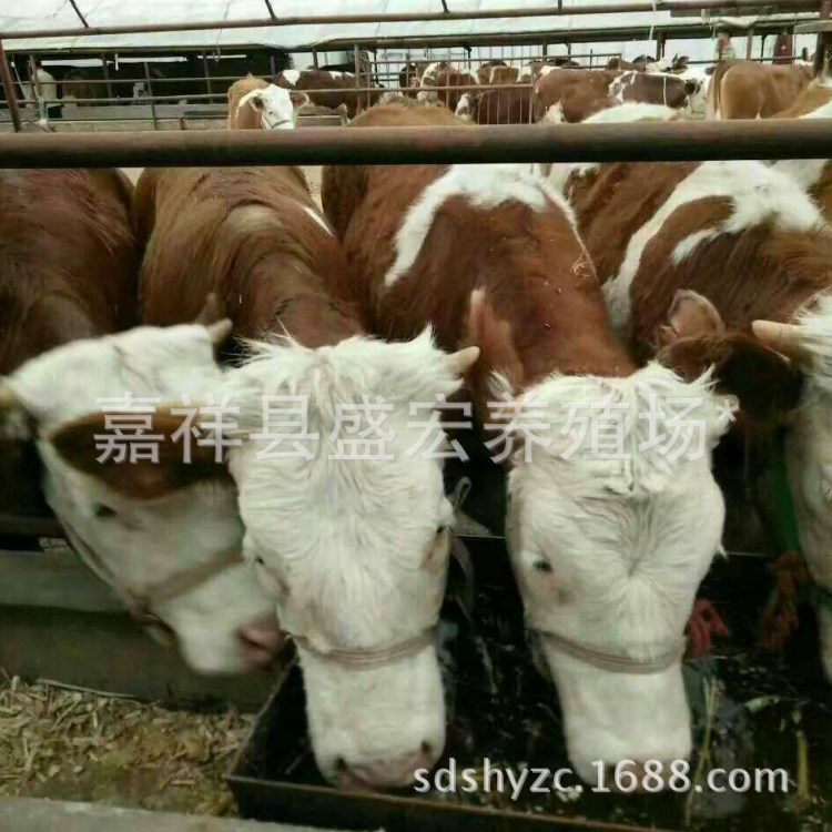 江蘇肉牛犢基地 肉牛犢價格 西門塔爾肉牛犢