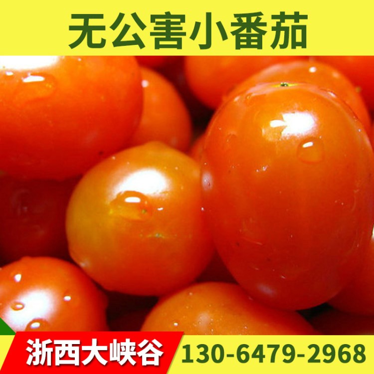 薦 浙江無公害西紅柿新鮮蔬菜 原生態(tài)四季蔬菜圣女果小番茄