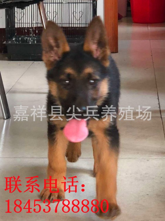 种德国牧羊犬幼犬价格 活体德牧幼犬价格 短毛长毛德牧 泸州