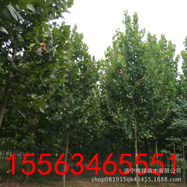 工地用各種規(guī)格形態(tài)法桐低價(jià)出售 15公分法桐價(jià)格 速生法桐小苗