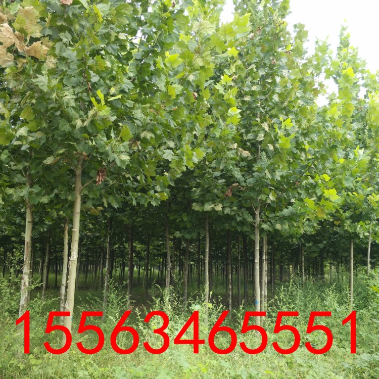 雅綠低價供應法桐小苗 工程綠化樹 8-10-12法桐 20公分法桐價格