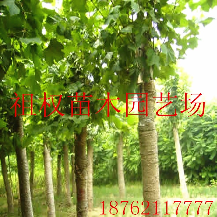 低價(jià)出售多肉植物法桐 青桐 法桐規(guī)格 5-6-8-10  綠化苗木