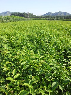 的核桃树苗 核桃树苗推荐  嫁接核桃苗批发 唐山核桃树苗