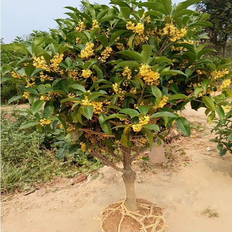 批发嫁接桂花树苗盆栽四季桂花苗 金桂沉香桂八月桂地栽当年开花