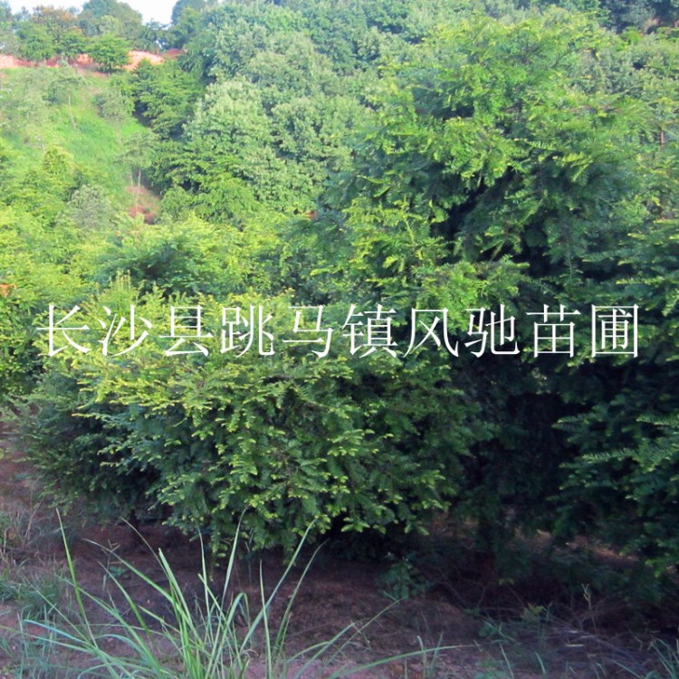 苗木基地现货批发10公分庭院观赏景观湖南红豆杉