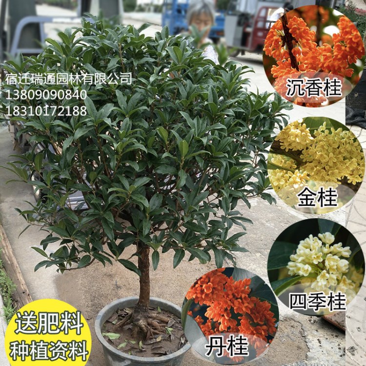 嫁接桂花树 盆栽四季桂花 金桂 沉香桂 八月桂丹桂 地栽当年开花