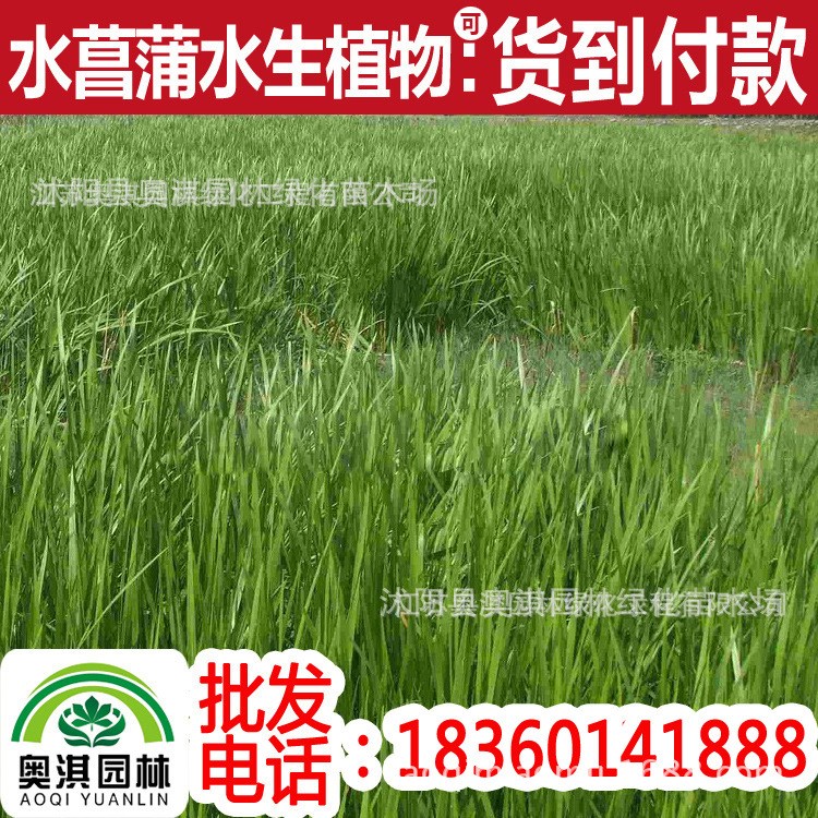批發 水菖蒲 泥昌 水昌 水宿、莖蒲 水生植物 濕地綠化 水體綠化
