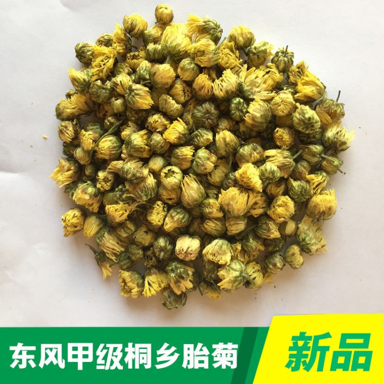 花開桐鄉(xiāng) 批發(fā) 胎菊 級(jí)胎菊 杭白菊 胎菊花茶 花果茶 直銷