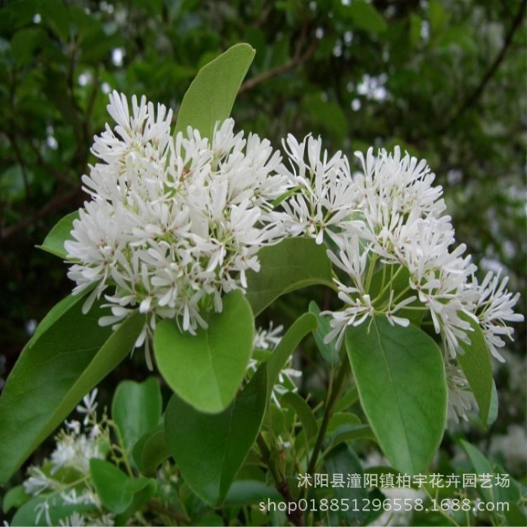 流苏种子 沙藏流苏树种子 油根子 嫁接桂花砧木 园林绿化风景树