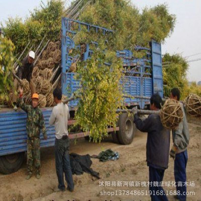 嫁接桂花 流蘇樹苗 油根子花苗 樹苗