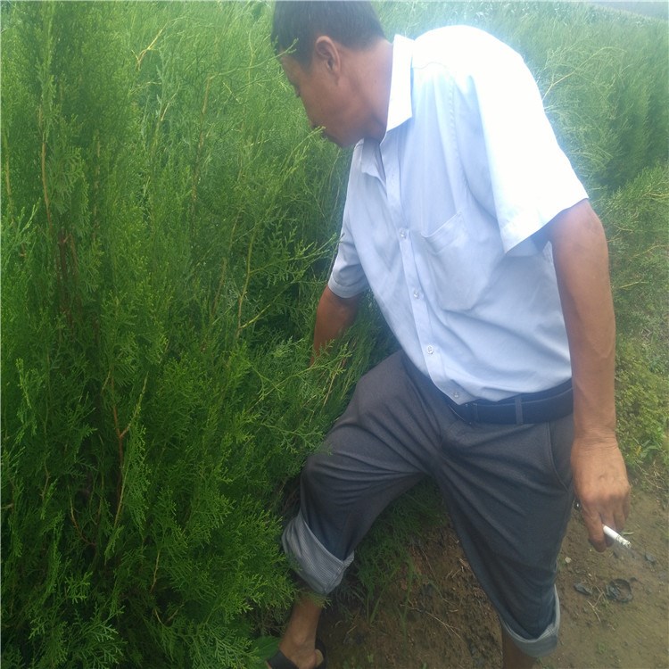 雨季造林树苗批发  直销营养钵树苗基地   绿化带树苗繁育